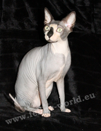 sphynx_20 (RACE)